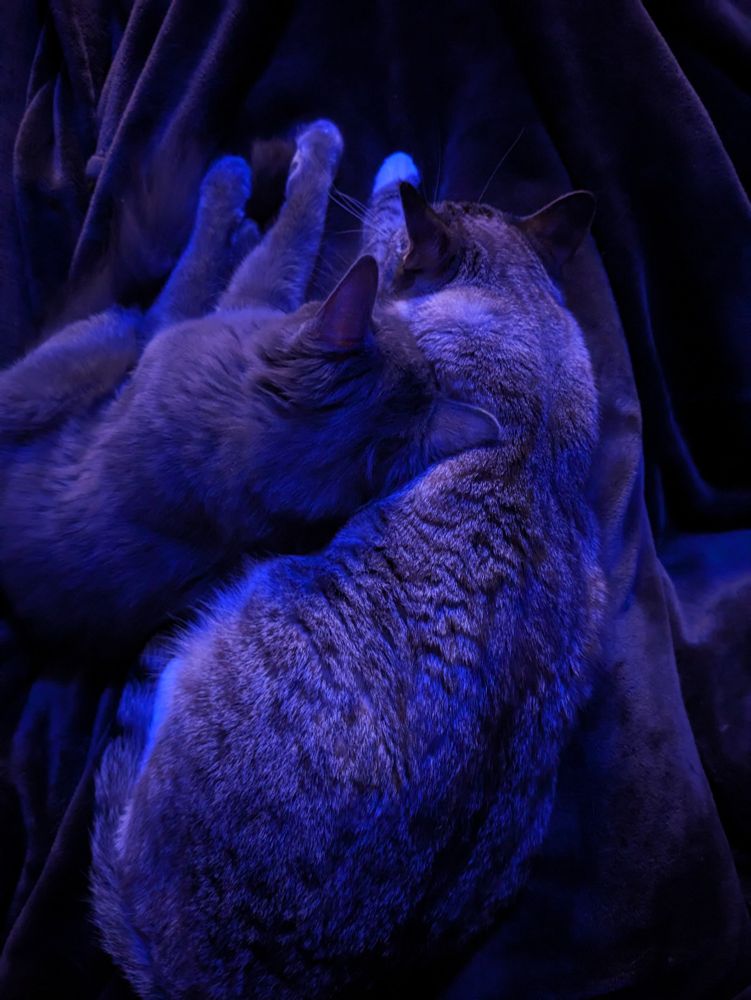 Photo looking down at two cats snuggled together on a blanket. Dark cool lighting. 