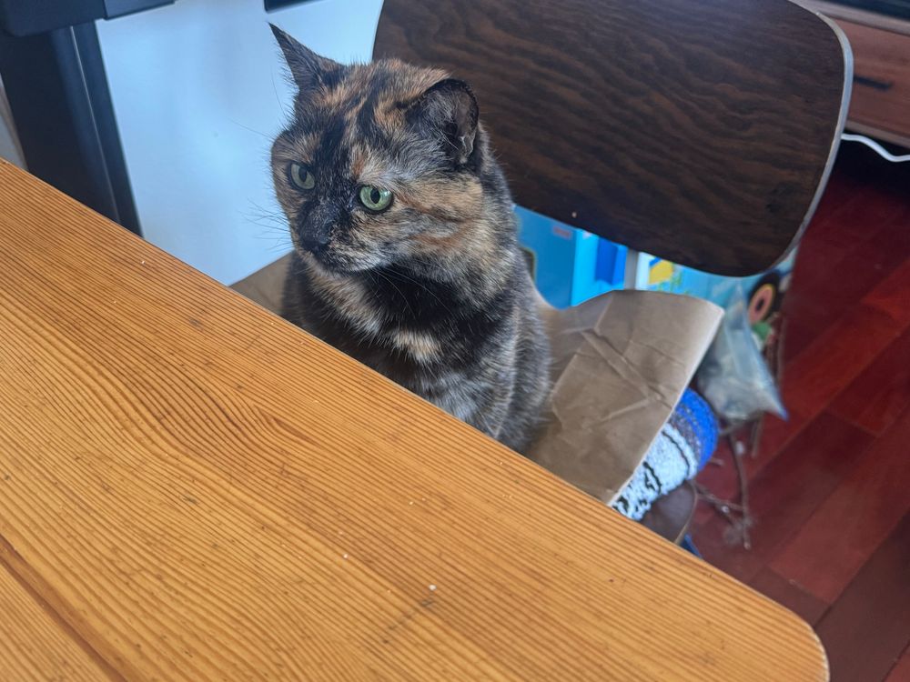 Picture of a gorgeous tortoiseshell cat staring at a table while sitting on a chair.