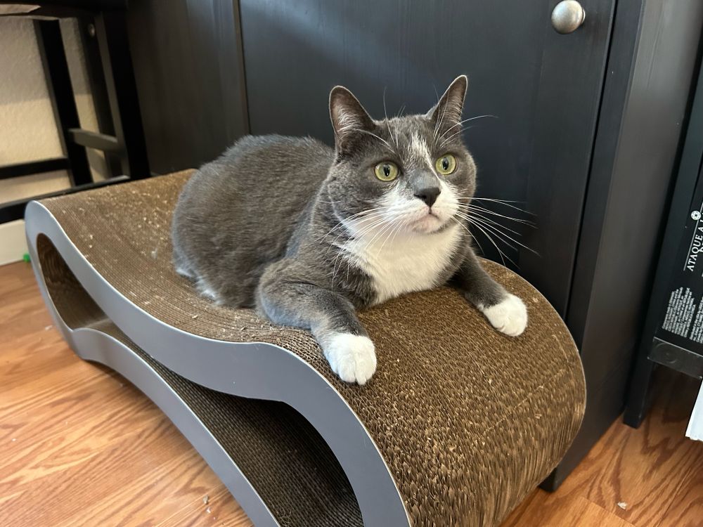 A grey tuxedo cat lounging on a loop-shaped piece of scratching cardboard