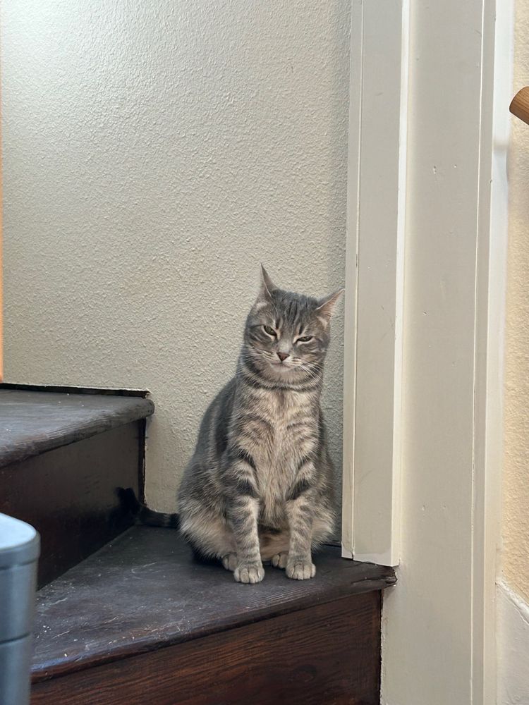 A grey tabby cat sits on a stair with his eyes barely open