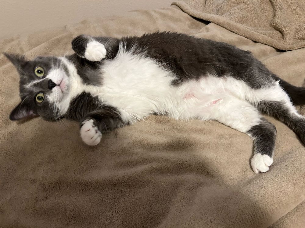 A black and white cat on his back with his white belly exposed. He looks wide eyed at the camera