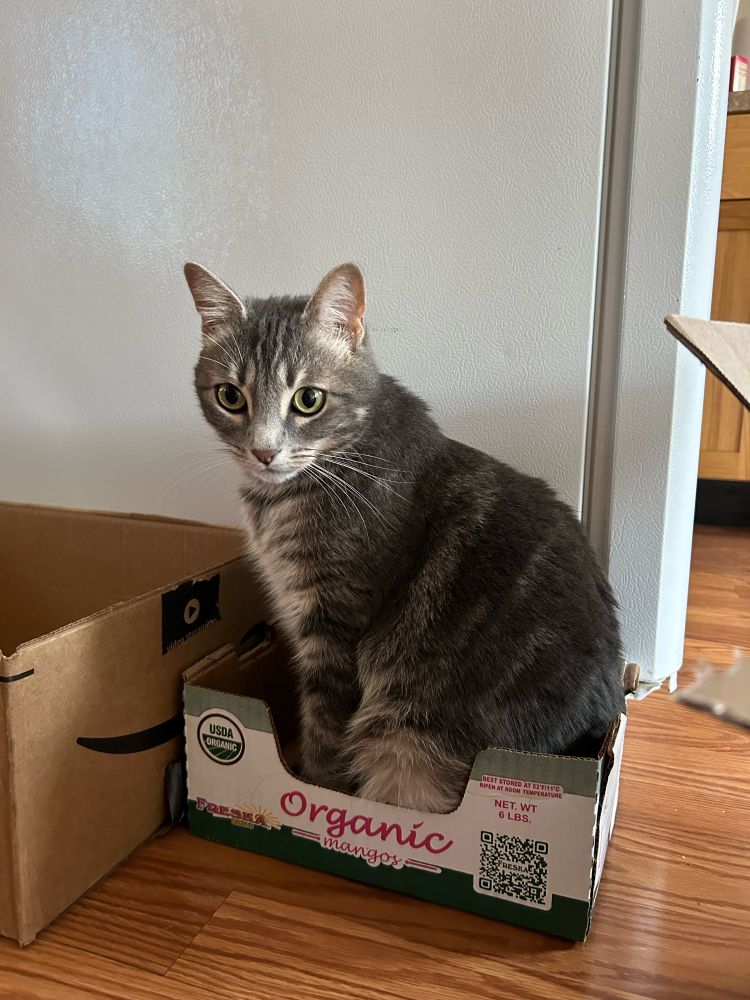 A gray tabby cat sitting in a small box