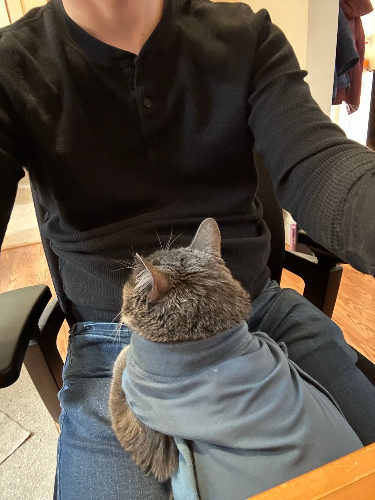 A dark gray cat in a onesie napping on my lap