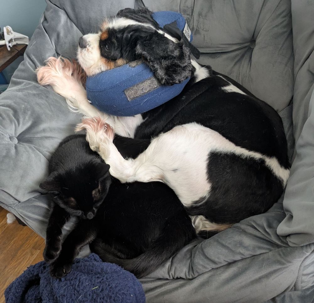 My dog and black cat sleeping in a chair together.