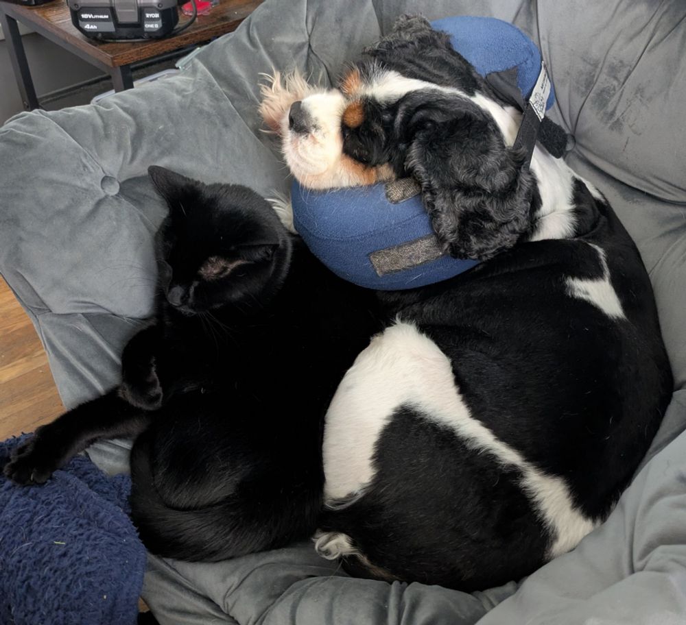 My dog and black cat sleeping in a chair together.