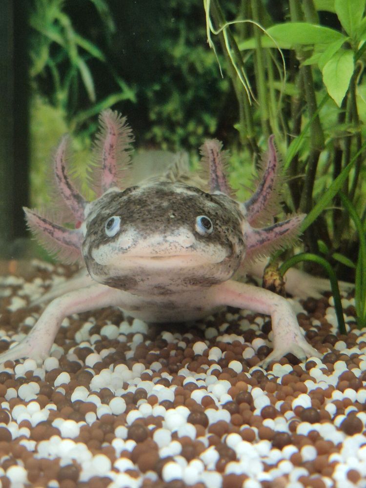 Das Bild zeigt einen Axolotl, der Axolotl hat einen länglichen, flachen Körper, kurze Gliedmaßen und einen breiten Kopf. Seine Haut ist hell, er hat dunkle Pigmente die wie eine Maske auf seinem Gesicht wirken.
Das Tier befindet sich am Boden eines Aquariums, das mit einem Substrat in braunen und weißen bedeckt ist.
Im Hintergrund sind Wasserpflanzen zu sehen.