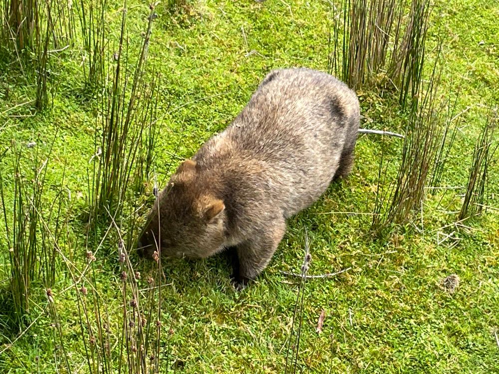 Wombat at Cradle Mountain Tasmania