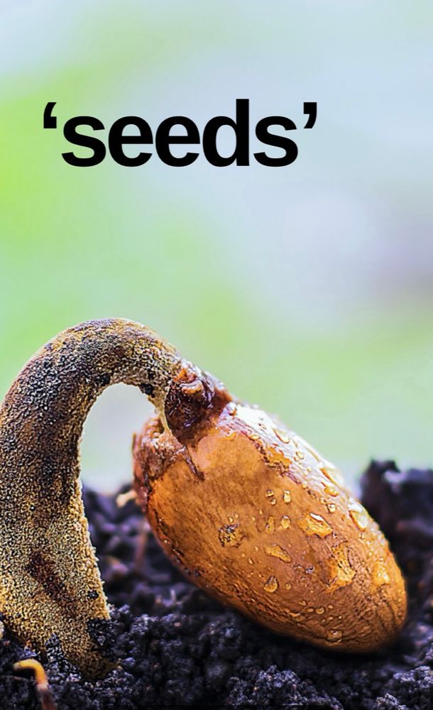 Seedling breaking the soil 