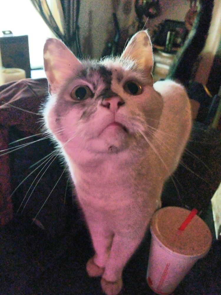 A white cat with a black tail, and black soot all over one side of his face looking up at the camera