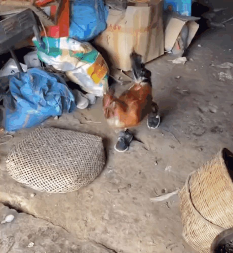 a chicken is standing in a messy room next to a basket and a bag