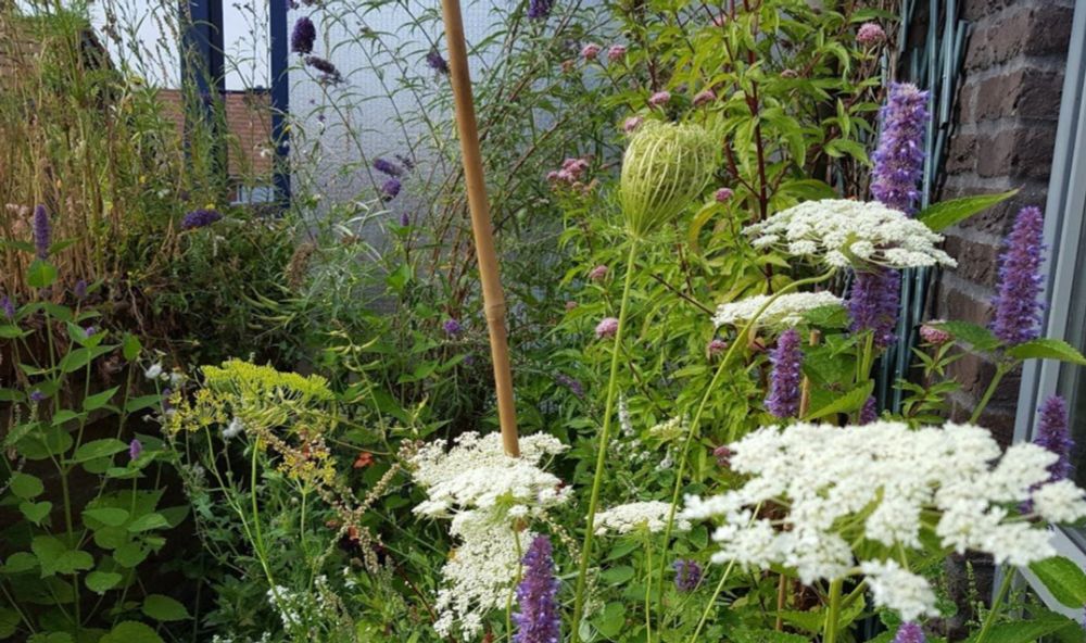 Biodiversiteit op mijn balkon in Utrecht: van busstop voor de bijen naar balkonhalte