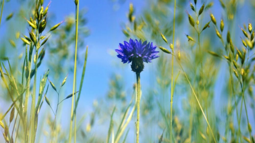 'De stad lijkt meer en meer een reddingsboei voor biodiversiteit'