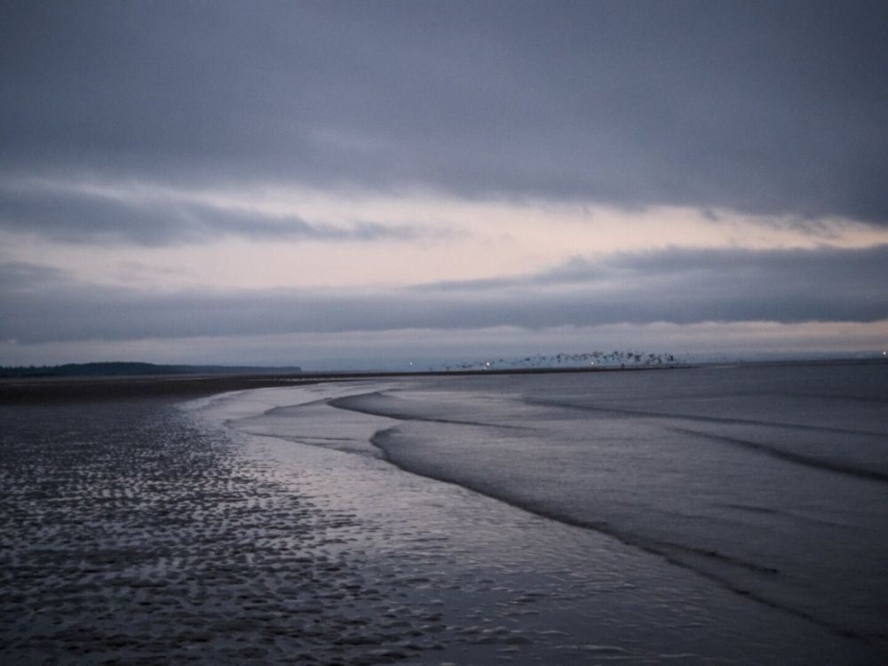 beach and birds at dawn
