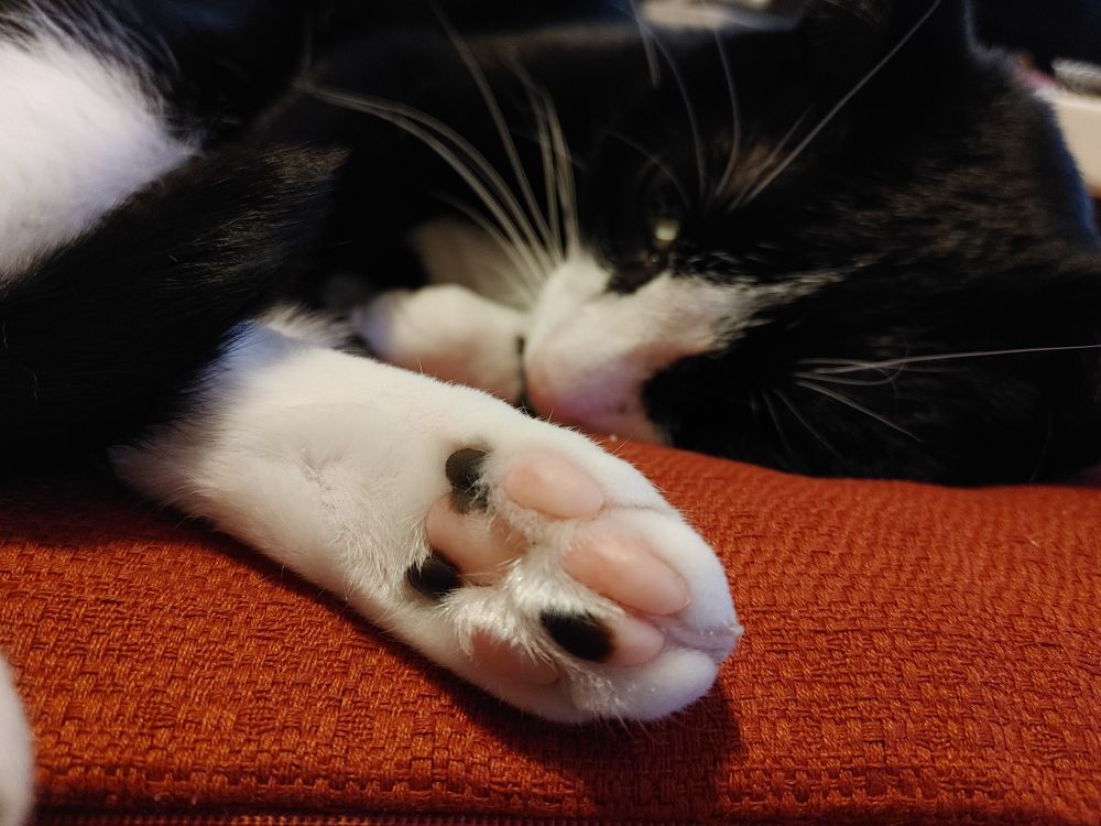 Sleepy Tuxedo cat with white paw in foreground.