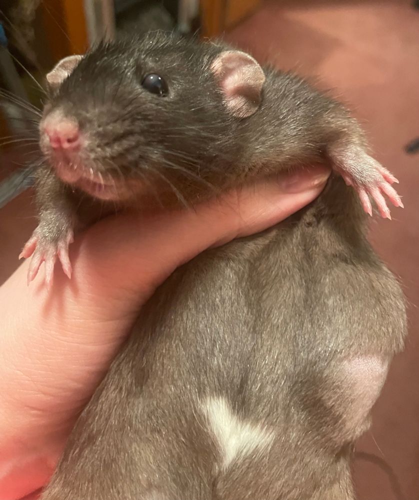 My rat Toast with a mid-sized tumour on her side