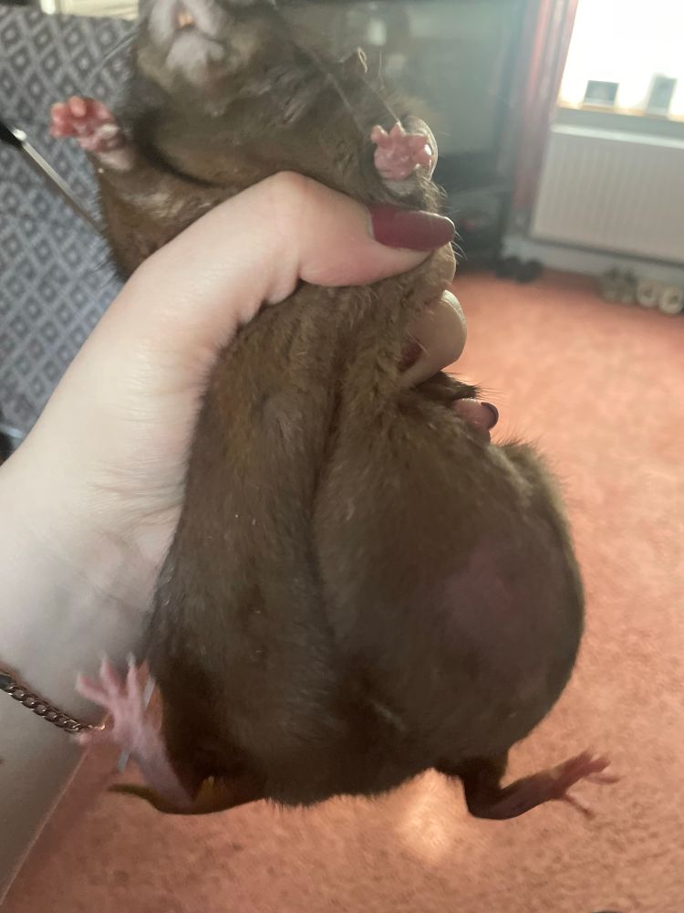 Me gripping my rat Toast with a very large tumour on her side