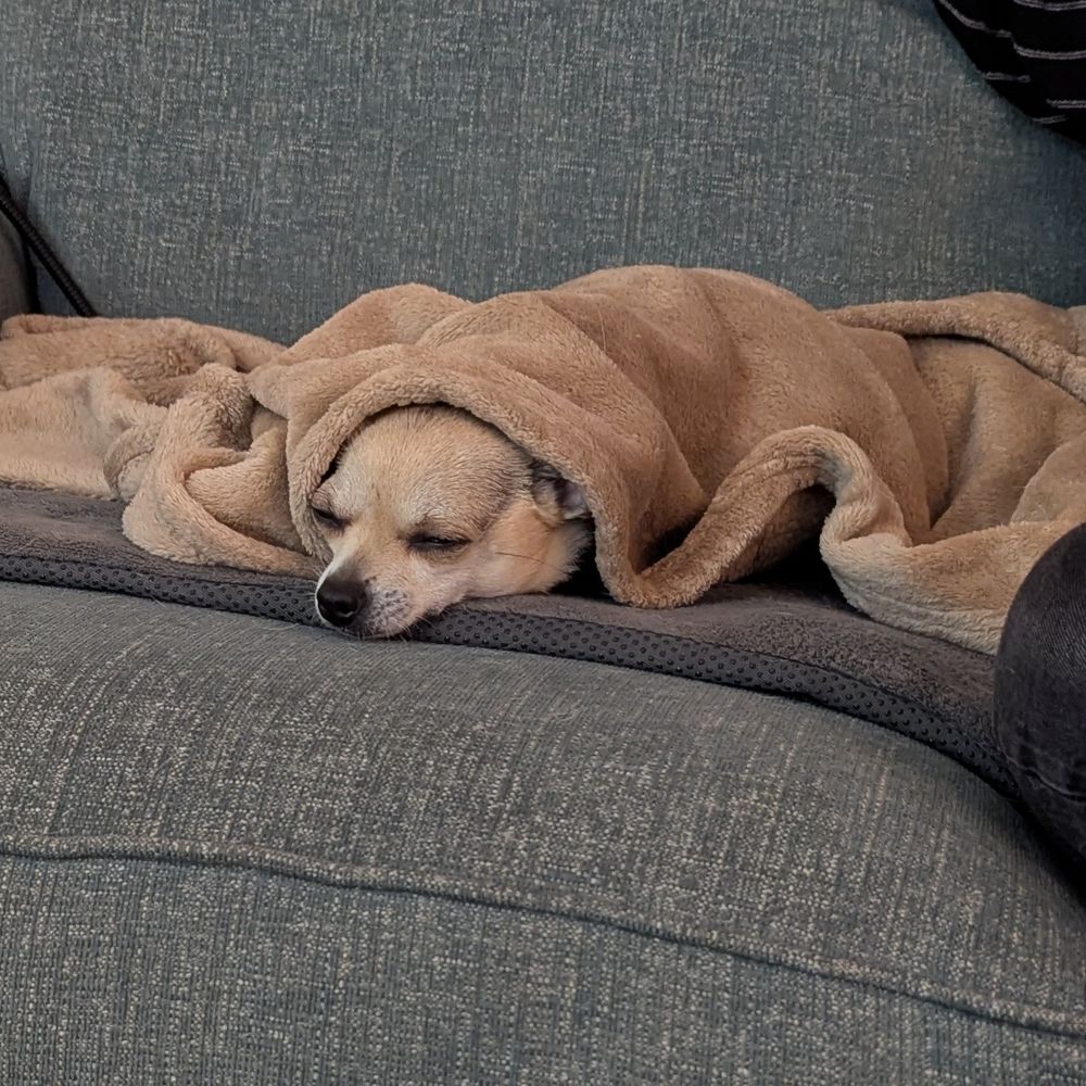 A little blonde Chihuahua on a heating pad under a blanket with her eyes barely open.