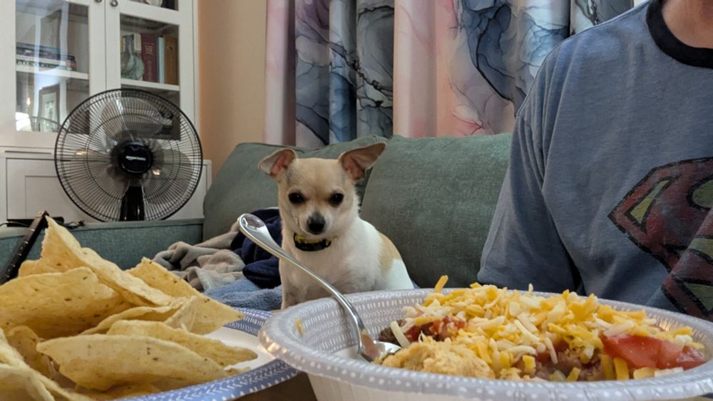 A little Chihuahua staring at my bowl of nachos, probably thinking "I could take this guy."