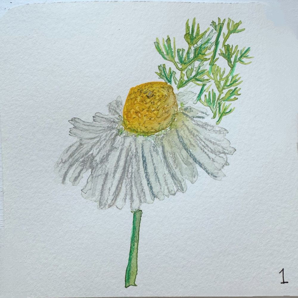 Watercolor and colored pencil drawing of a white chamomile flower