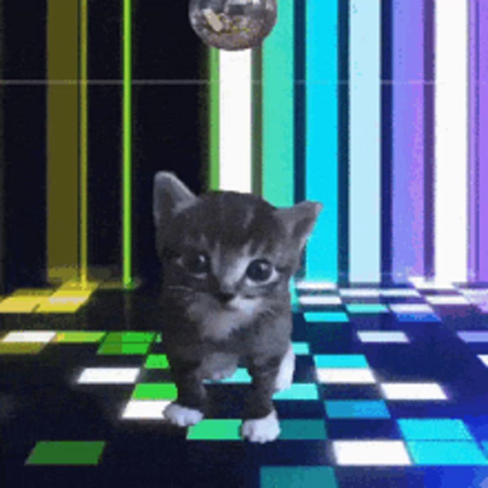 a kitten is standing in front of a disco ball on a checkered floor