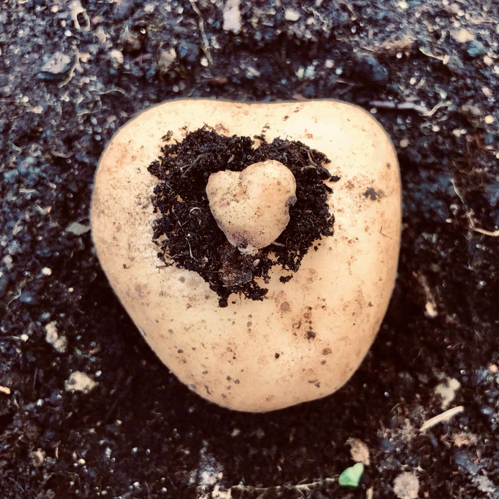 Zwei aufeinander liegende Kartoffeln auf dunkler Erde, deren Form mit etwas Fantasie an Herzen erinnert. 
