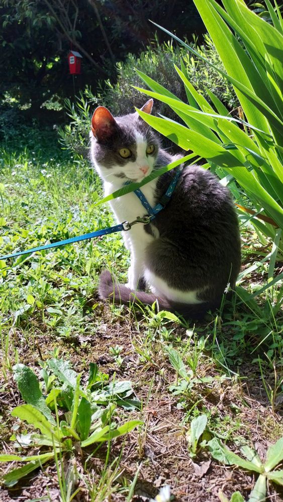 a tuxedo gray cat, wearing a blue harness and leash, in a corner of a garden