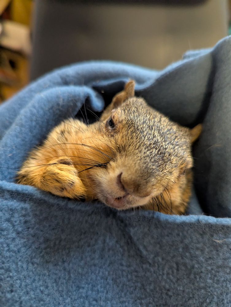A squirrel in a blanket