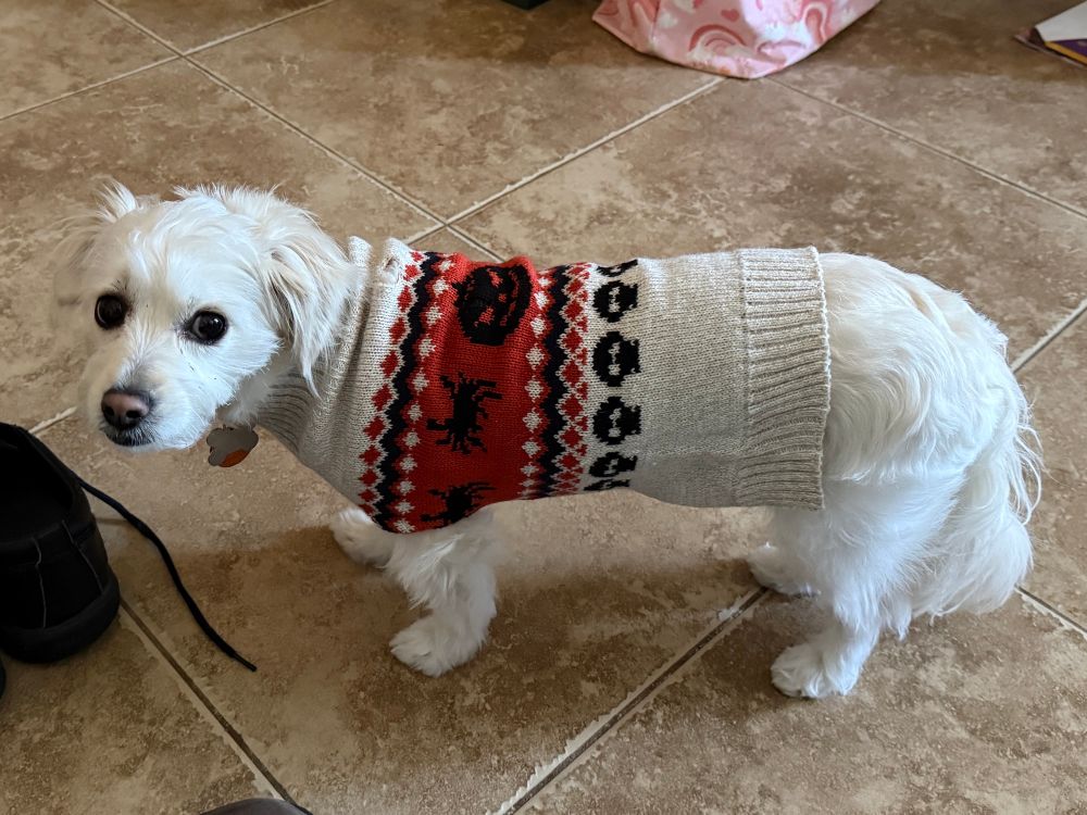 A small white Maltese mix in an orange and cream colored Halloween sweater