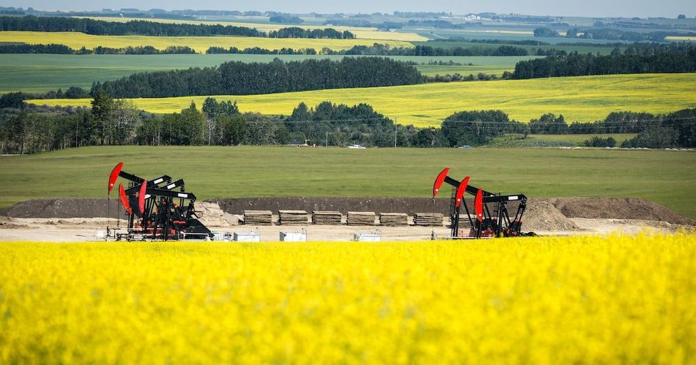 Alberta is responding to the announcement by the Chinese government that a 75.8 per cent anti-dumping duty will be imposed on Canadian canola starting on Thursday.