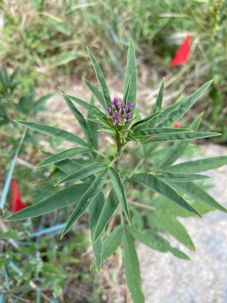 Photo of Cleome or bee plant foliage and purple flower buds.