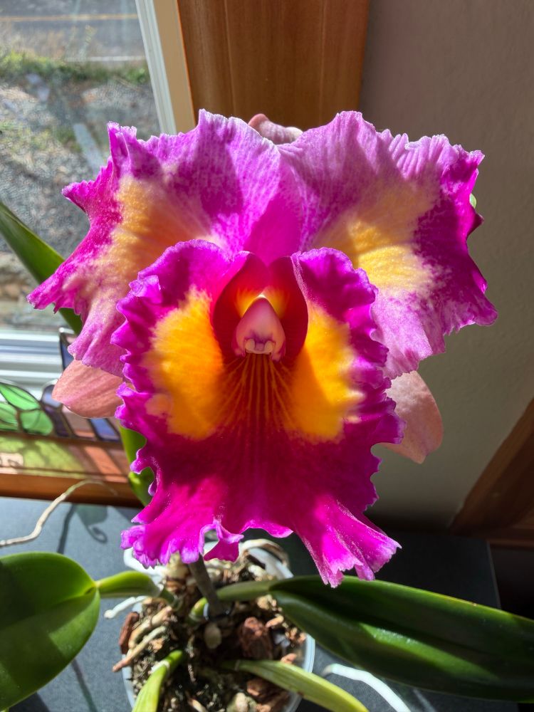 A pink and yellow orchid flower and leaves in a pot on a desk by a window lit by bright sunshine. 