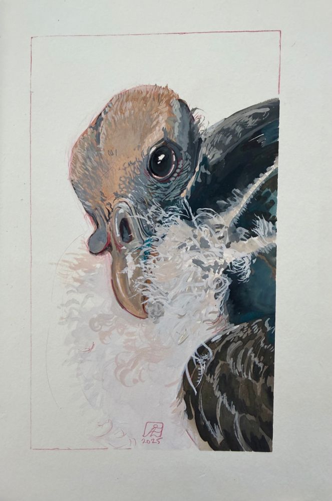 A gauche painting of a baby king vulture gazing at the viewer with puppy dog eyes, his beak nestled in his baby fluff.