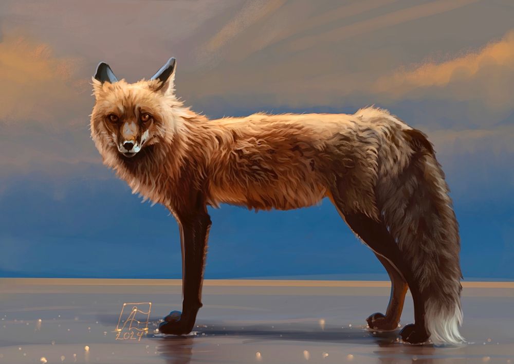 A red fox vixen stands on a wet reflective ground against a blue and subtle apricot sunset background. Her ears are backed as she looks at the viewer. Small dots of reflective light a scattered across the ground. 
