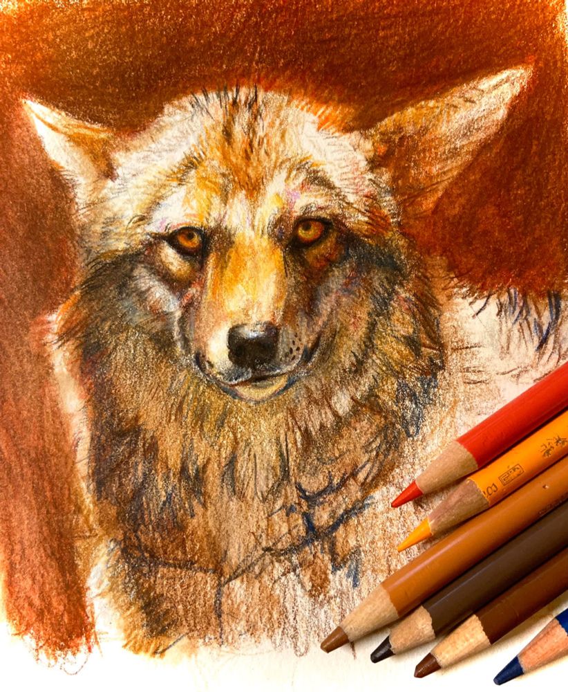 Colored pencil portrait of a coyote smirking right in your face with the pencils used to create the piece laying on top.