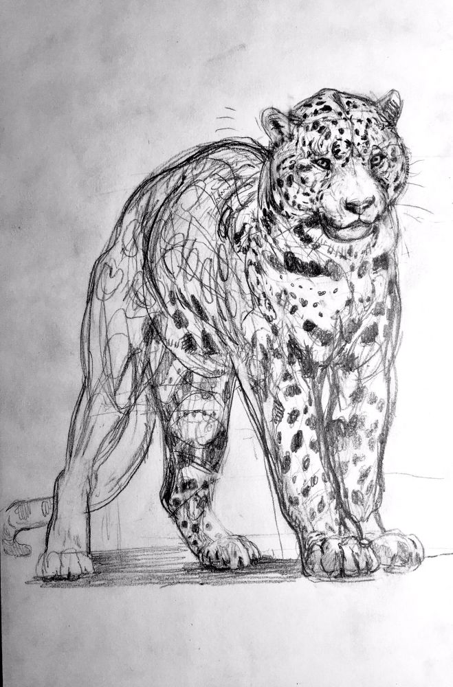 Pencil sketch of a jaguar arching its back in a big stretch 