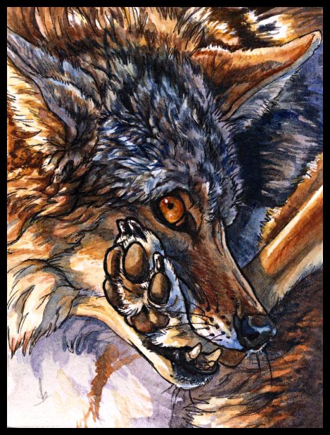 Watercolor and ink painting of a grey and russet coyote with his back foot caught in his mouth. He looks a little guilty about it.