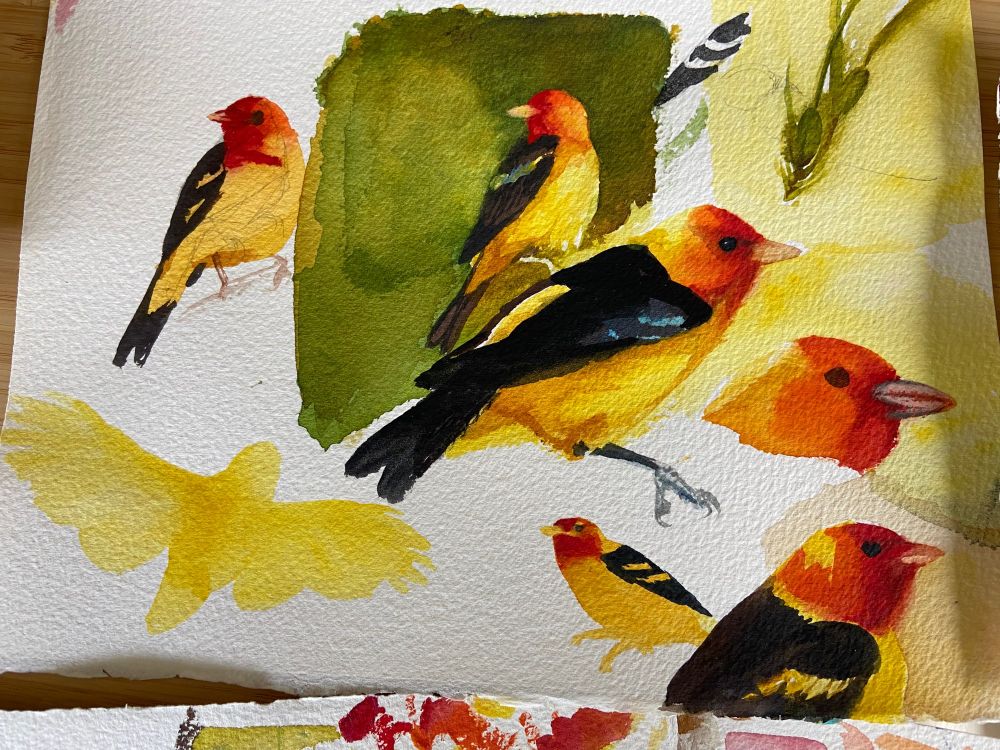 Watercolor sketches of western tanagers in various stages of completion.
