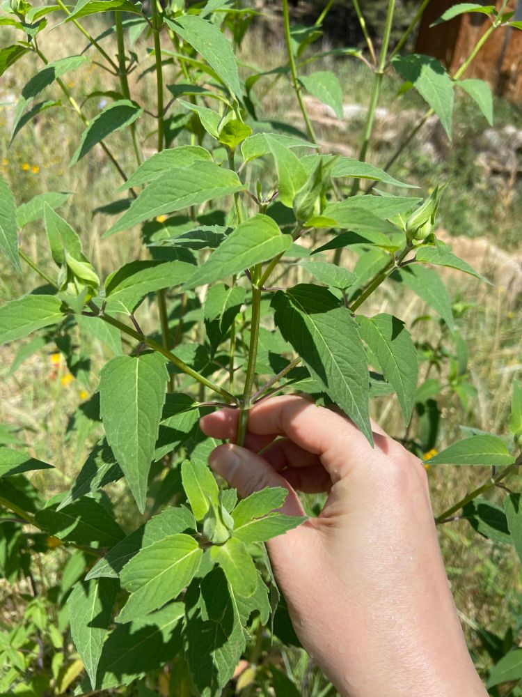 Photo of a hand holding monarda or bee balm plant with flower buds.