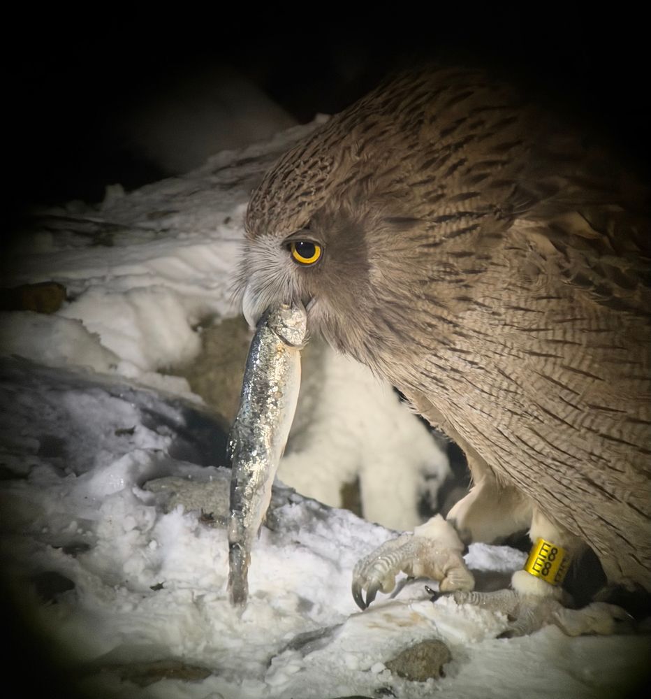 A fish owl in profile holding a freshly caught fish in his beak with snow in the background.
