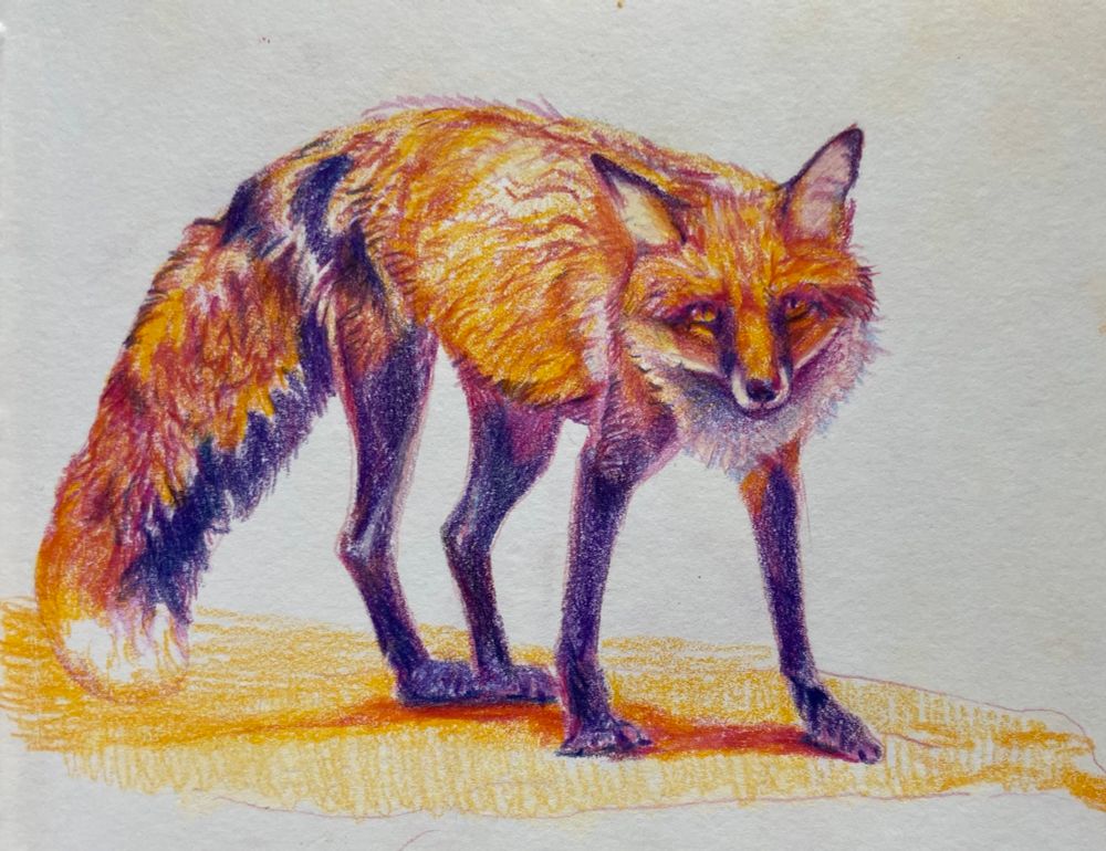 A brightly colored fox drawing created in colored pencils.