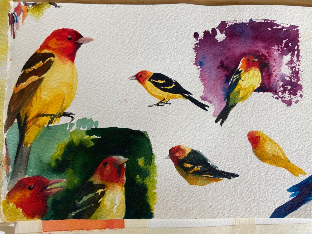 Watercolor sketches of western tanagers in various stages of completion.