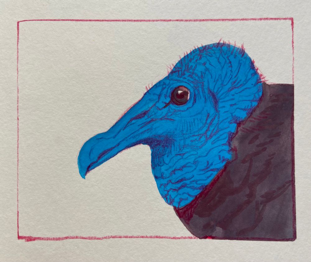 A painted sketch of a black vulture on white paper. The colors are simplified to bright blue and dark grey with red pencil details. 