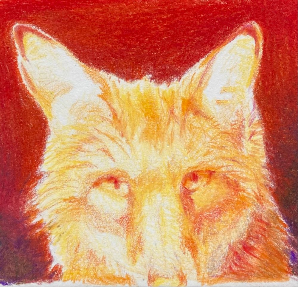 Colored pencil sketch of a fiery bright yellow and orange fox against a red orange and purple background. 