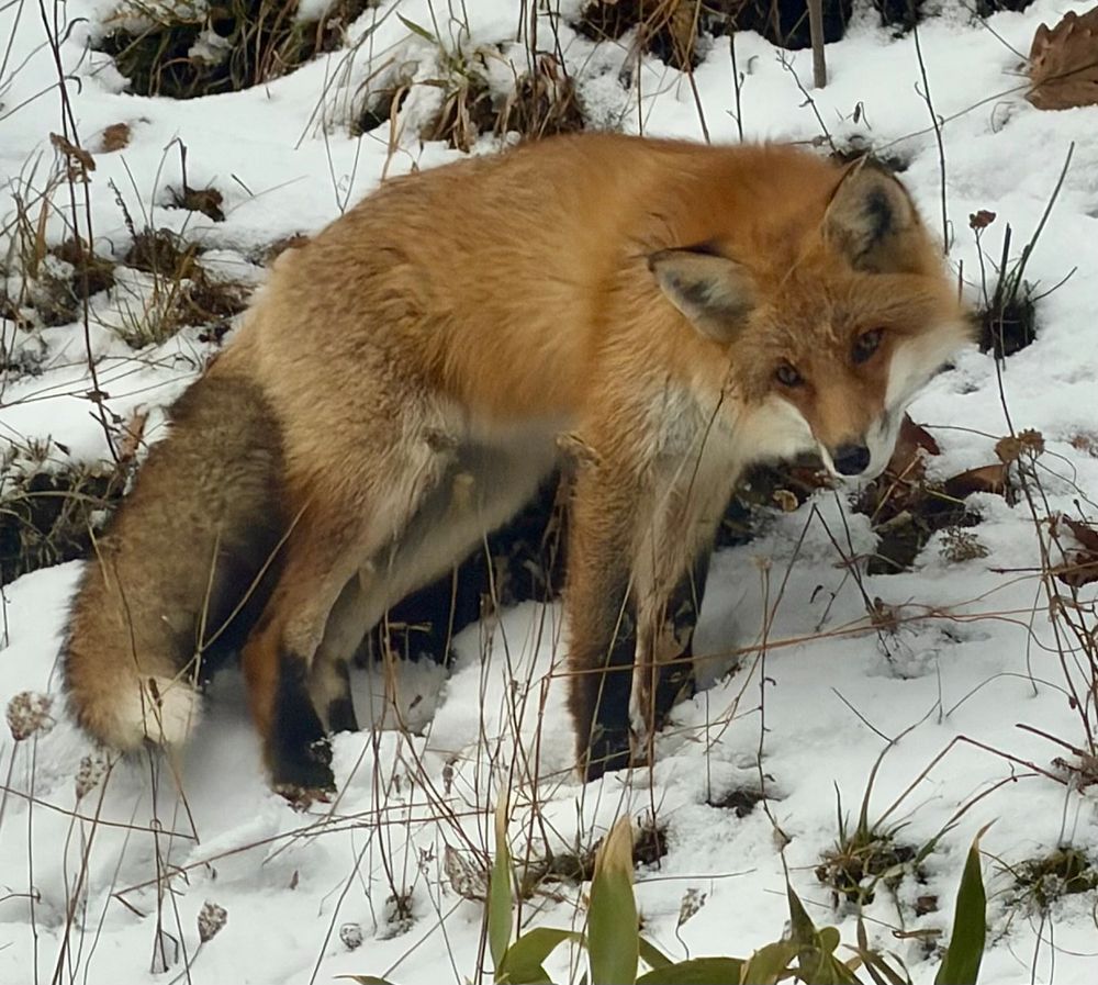 A red fox stands in snow and dwarf bamboo, head cocked to the side.