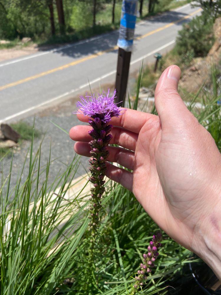 Photo of a hand holding a liatris flower spike that is just beginning to bloom feathery purple. 