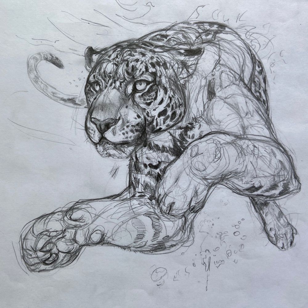 An unfinished pencil drawing of a jaguar swimming underwater seen almost head on, body foreshortened. One back paw is visible. As well as the tail, indicating the animal is turning slightly in the water. 