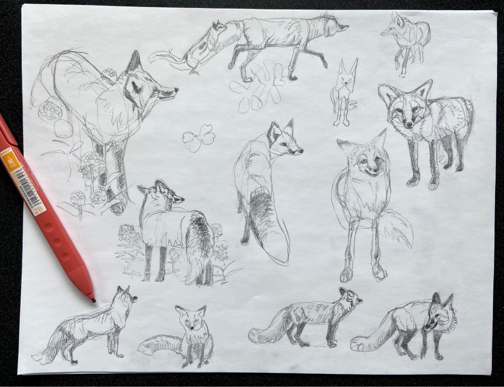 A sketch page of fox drawings on various poses.