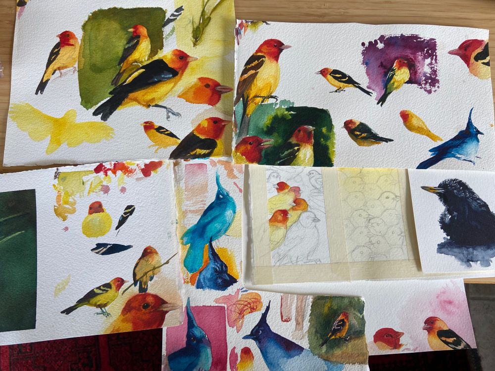 Watercolor sketches of western tanagers, pine jays, and a starling, in various stages of completion.
