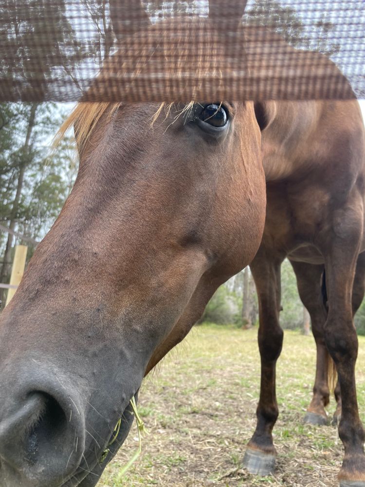 Close up photo of a chestnut brown horse mugging for the camera with hay hanging out of the side of his mouth. 