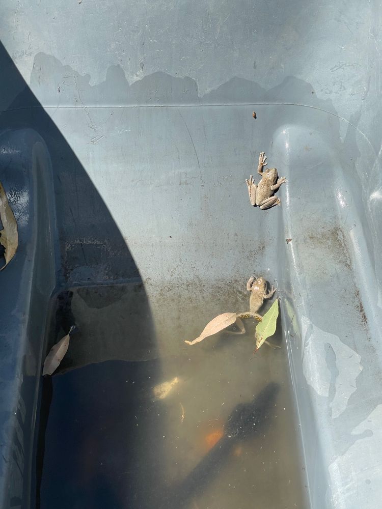 Photo of a plastic wheelbarrow with murky water in the bottom, and two green-grey frogs climbing out of it. 